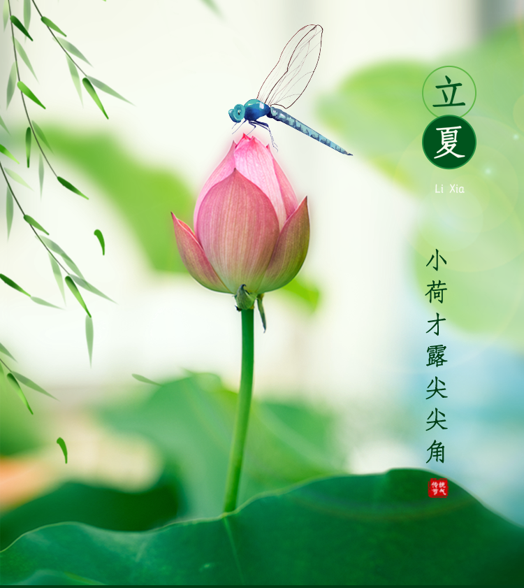 今日立夏|小荷才露尖尖角,早有蜻蜓立上头